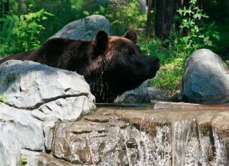 Жители Приморья страдают от нападений медведей