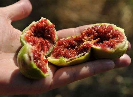 Туристы в Крыму радуются инжиру и наблюдают, как растут цены