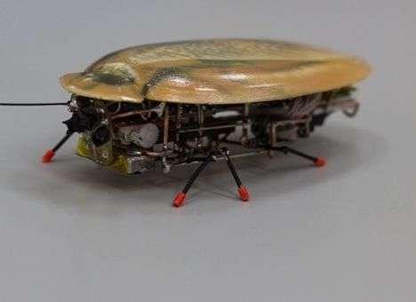 В России создан робот-таракан