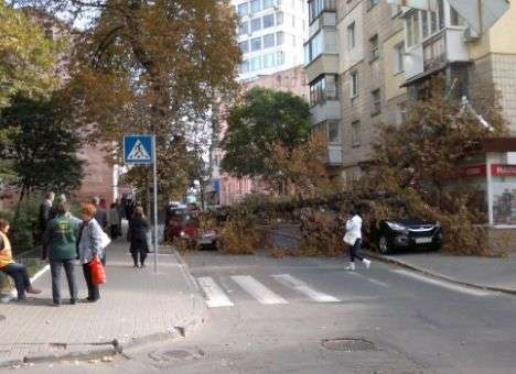 В центре Киева на крыши авто упало дерево (ФОТО)