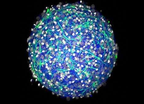 Университет Брауна предложил технологию выращивания мини-мозга