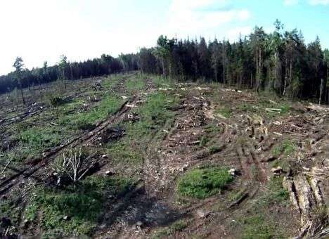 Озвучены потери от незаконной вырубки леса в Украине