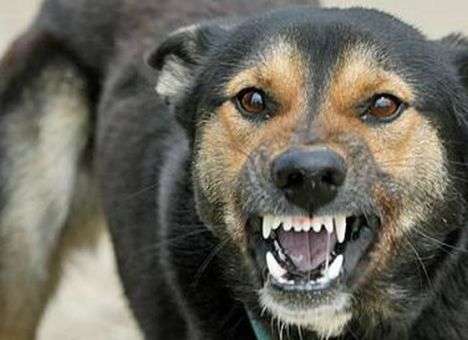 В центре Москвы из-за бешенства объявили карантин