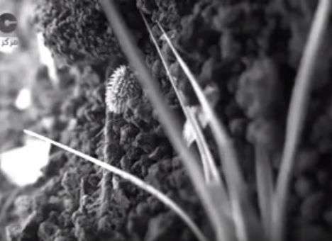 Опубликованы кадры гибели журналиста во время авиаудара (ВИДЕО)