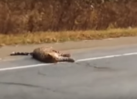 Погиб леопард, которого лидер «Мумий Тролля» считал родным