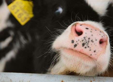 Китай наладит «выпуск» клонированных животных