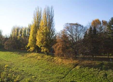 Впервые в Изралие вырастит лес, посвященный Украине