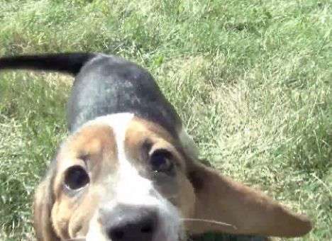 Ученые показали самых необычных щенков в мире, которых скрывали полгода