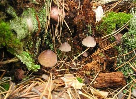 Зампред «Газпрома» рассказал о проблемах: Не растут грибы, не гуляют коровы