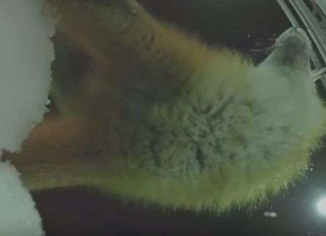 Опубликованы кадры, как лиса занялась «фотоохотой» (ВИДЕО)