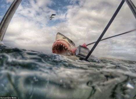 В метре от челюстей: Опубликованы кадры опасного купания с акулами (ФОТО)