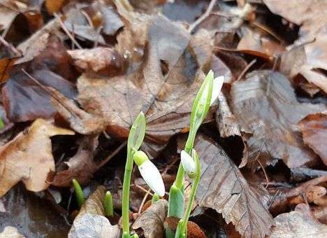 В Москве наблюдают природную аномалию