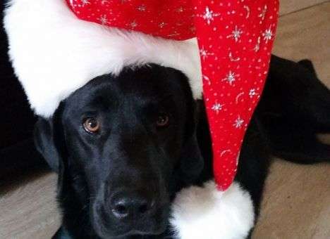 Санта Лапус и гав-эльфы: Как американские собаки празднуют Рождество (ФОТО)