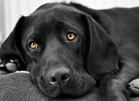 Биологи ответили на вопрос, умеют ли собаки сопереживать