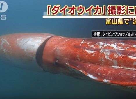 Рыбаки сделали уникальные кадры морского малыша-гиганта (ВИДЕО)