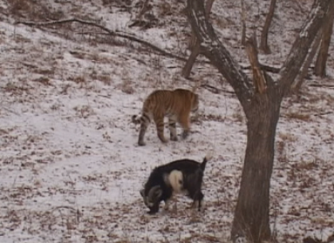 В РФ начали круглосуточно показывать жизнь козла