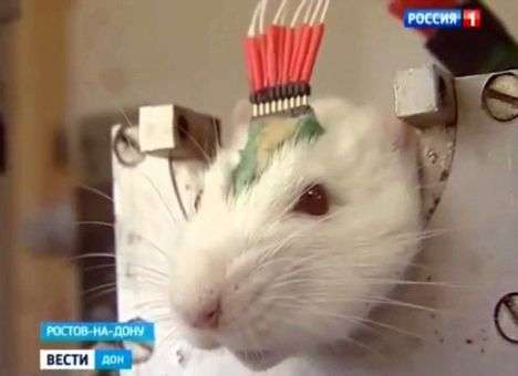 Путин решил использовать в войне армию крыс-киборгов - СМИ (ФОТО)