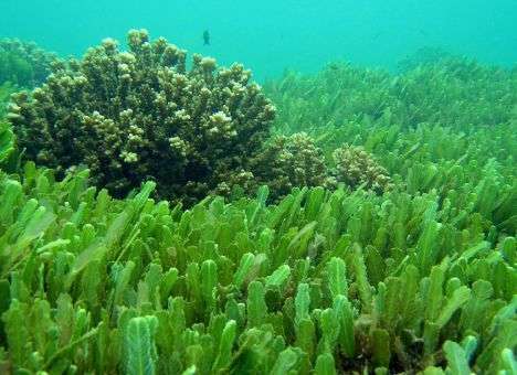 Ученые нашли «волшебное» лекарство от похмелья