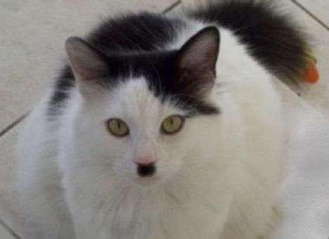 Разгадана тайна «котов-Гитлеров»