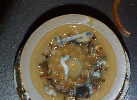 «Вторжение»: В российском городе из крана течет червивая вода (ФОТО)