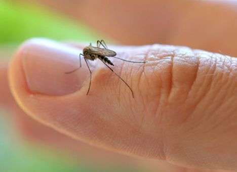 В Америку пришел неизлечимый вирус-убийца