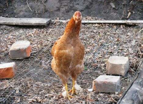 В Украине курятник и сарай стали роскошью