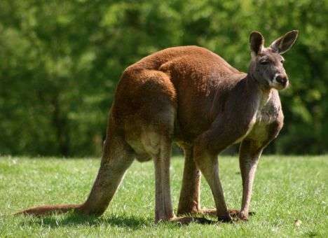 Праздник Дня ветеранов планировали взорвать с помощью кенгуру