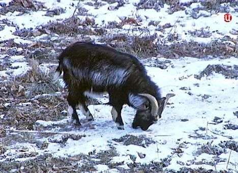 Он подходит для этой компании: В Госдуму идет настоящий козел
