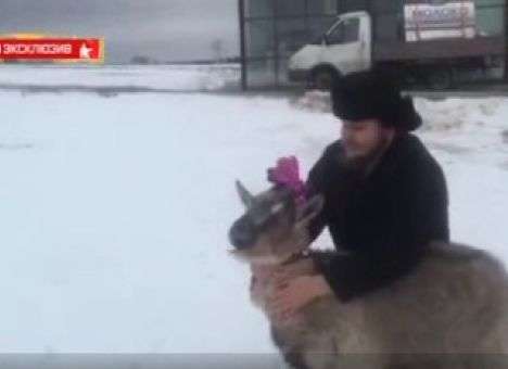 В Подмосковье сватают «страдающую» Меркель