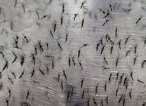 Вирус Зика стал еще более опасным