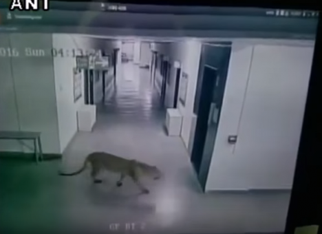 Опубликованы кадры, как по коридорам школы бродит леопард (ВИДЕО)