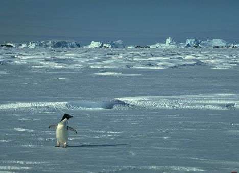 В Антарктиде происходит трагедия