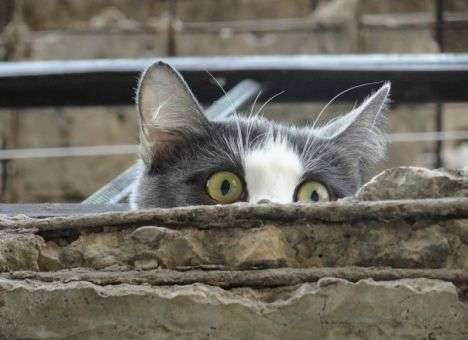 По улицам Москвы бродит живая бомба