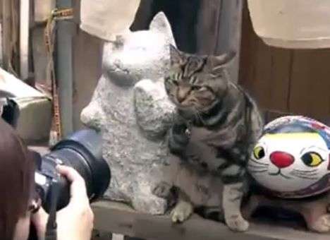 В Японии с большим размахом отметили День кошек (ВИДЕО)