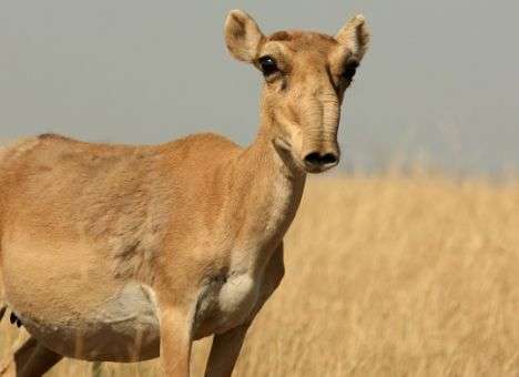Российский министр ждет Ди Каприо, чтобы обсудить сайгаков