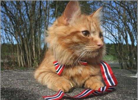 В Норвегии появился ездовой кот