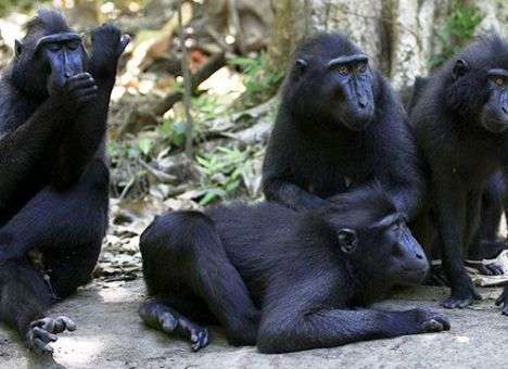 В России Минобороны закупит пять макак за полтора миллиона рублей