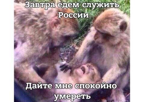 Закупка армией РФ боевых макак «взорвала» сеть шутками и «фотожабами» (ФОТО)