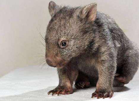 В Австралии предлагают уникальную работу - обмниматель детеныша вомбата (ВИДЕО)