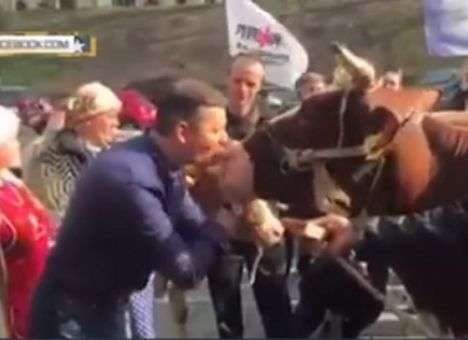 Телячьи нежности: Ляшко под Кабмином целовал коров и озвучивал их требования (ФОТО)