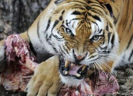 Зоологи рассказали, почему тигр в зоопарке набросился на школьницу (ВИДЕО)