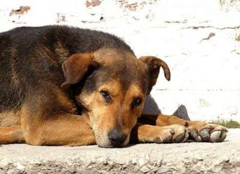 В РФ догхантеры расстреливают собак на глазах детей (ВИДЕО)