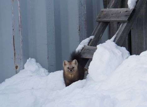Соболь-обжора на Камчатке таскает еду вместе с мисками и котелками (ФОТО)