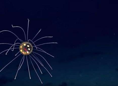 Фантастическое существо обнаружено на глубине 3 700 метров (ВИДЕО)