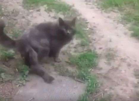 Кошка с тремя хвостами шокировала Интернет (ВИДЕО)