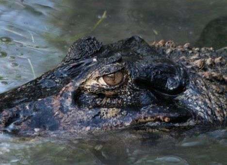 Экстрим-шапито: В РФ пятый день ищут сбежавшего крокодила