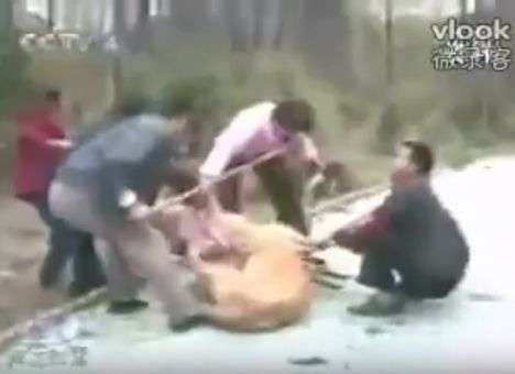 Нападение львицы на девочку сняли на камеру (ВИДЕО)