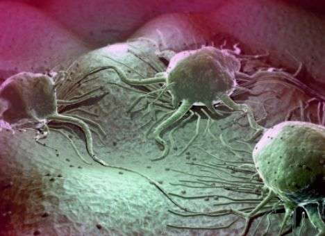 Медики научат иммунитет невероятному