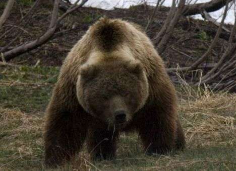 В РФ медведь разорвал водителя