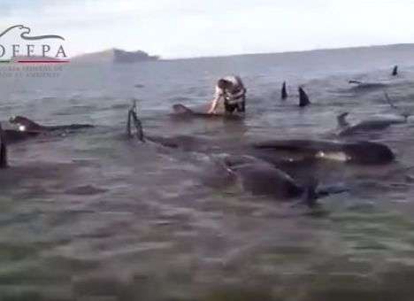 Опубликованы кадры драматической гибели почти 30 дельфинов-гринд (ВИДЕО)